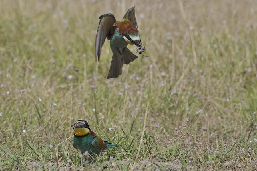 Bee Eater 25